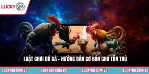 Luật Chơi Đá Gà - Hướng Dẫn Cơ Bản Cho Tân Thủ